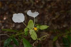 Cadaba trifoliata